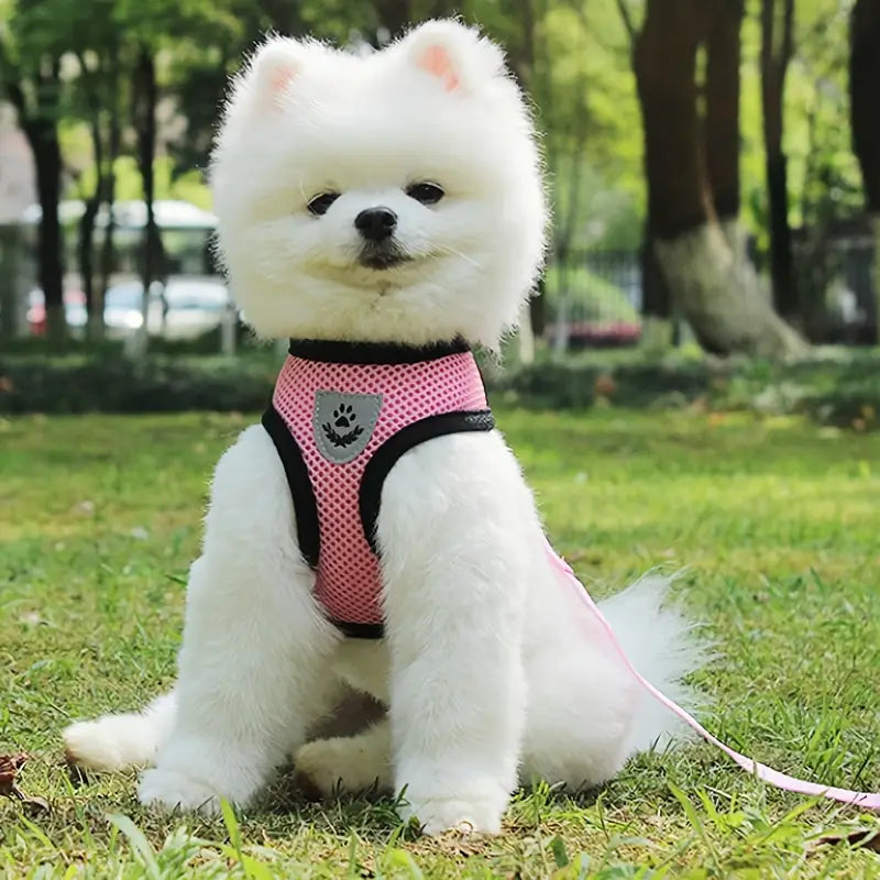 harness for small dog