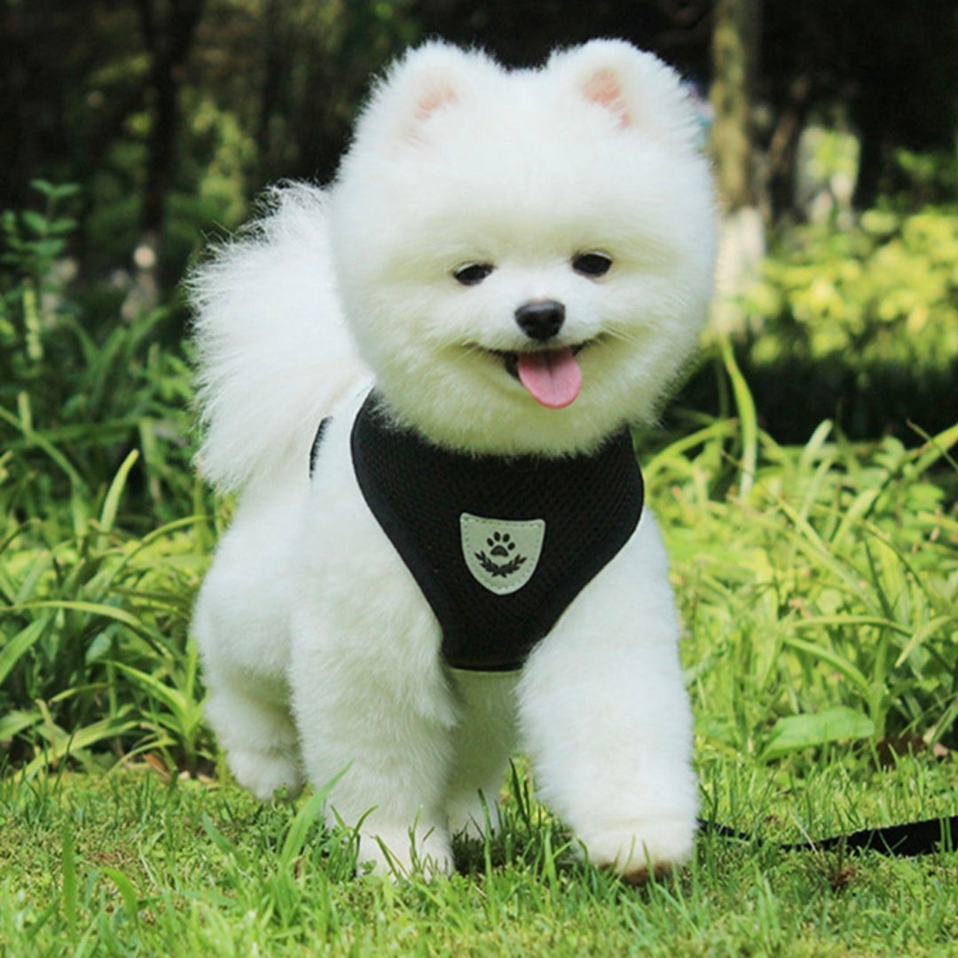 harness for small dog