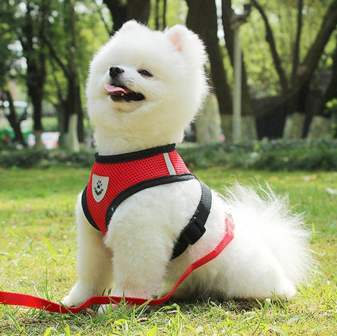 harness for small dog